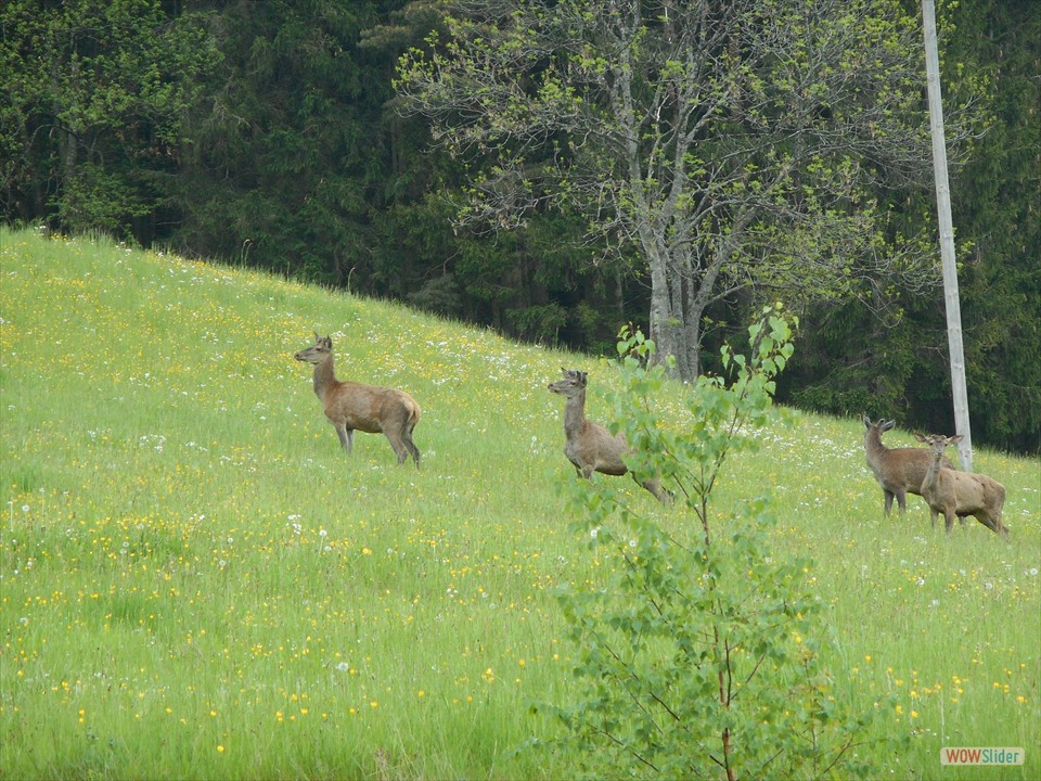 animaux à proximités